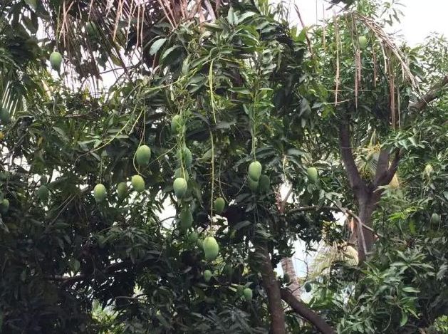 路边的绿化芒,你不要摘