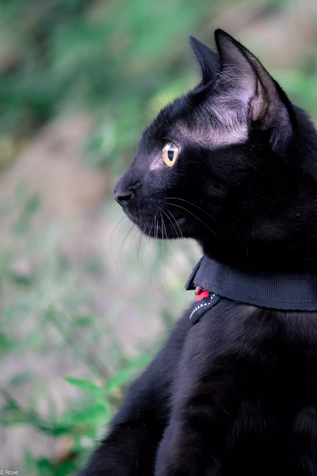 见过喜欢遛弯的黑猫吗?不仅长得帅还胆大!|猫圈话题