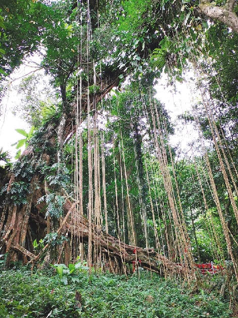百花岭里满春色
