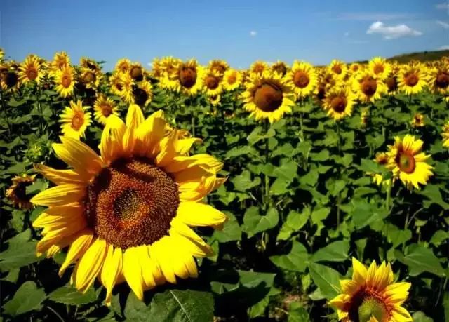 樱花|南京|法国_新浪新闻