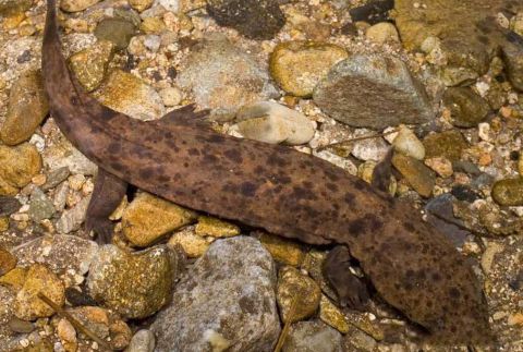 成年后体重可以达到八十斤|大鲵|娃娃鱼|日本_新浪网