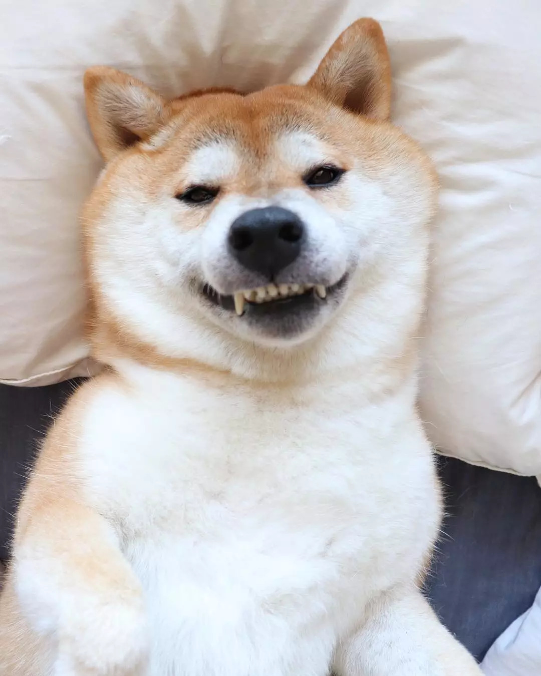 一只日本阿柴和家里两个小朋友的幸福日常,太暖心了吧!