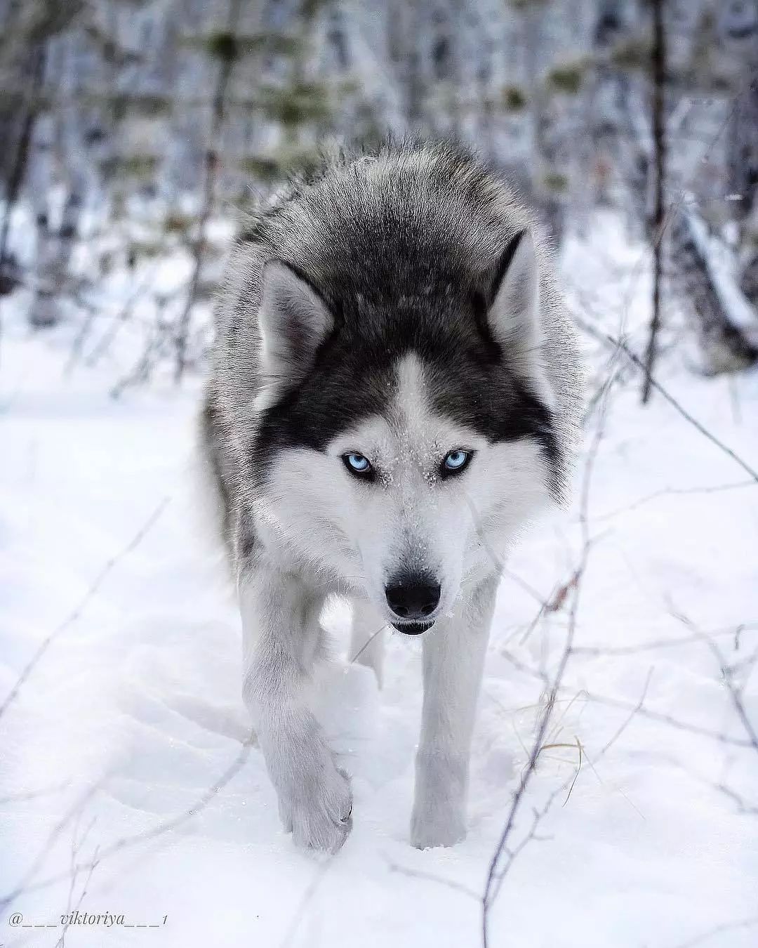 都说二哈是狼的草稿 这只完全可以混入狼群当个老大啦 感受下.