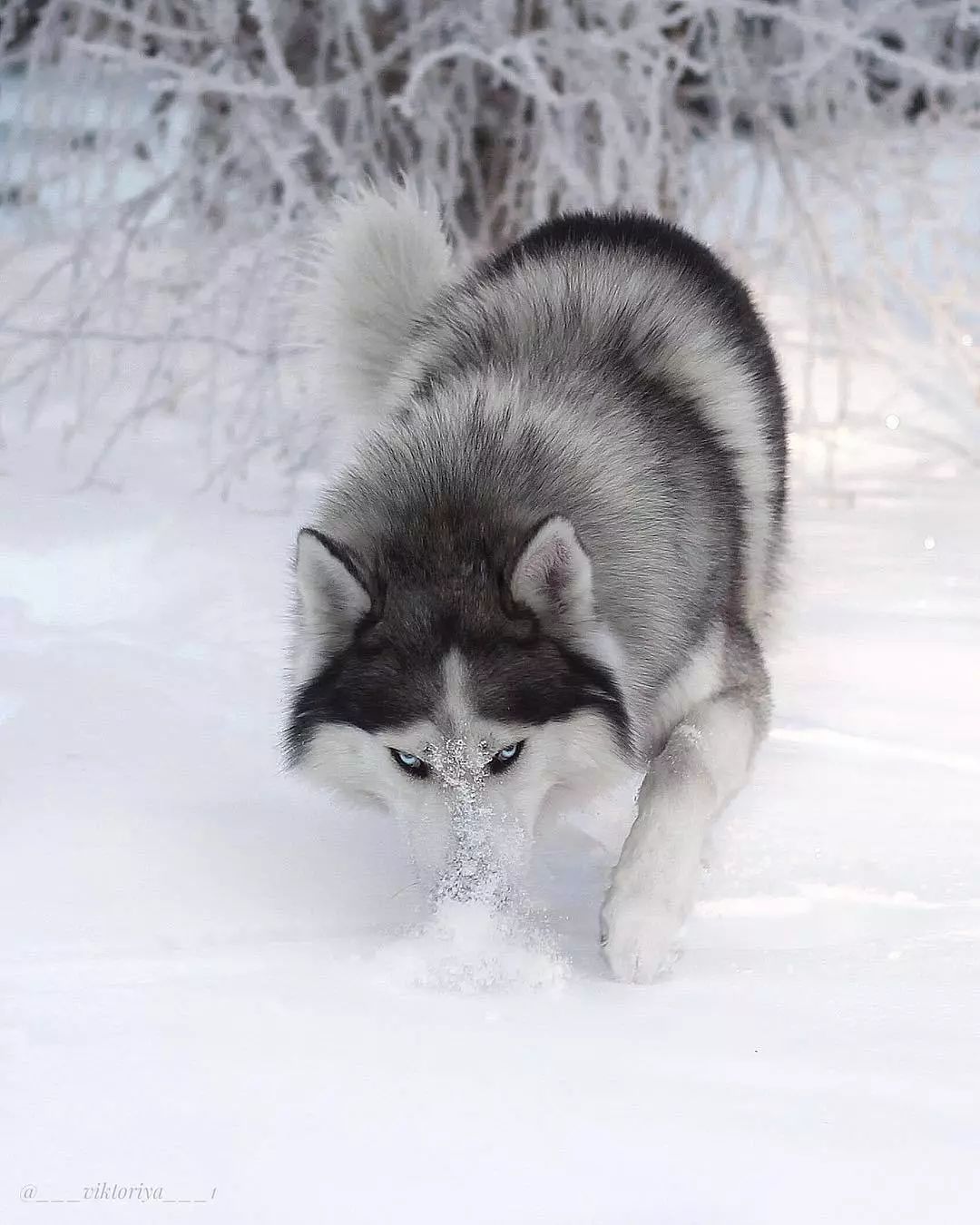 当哈士奇到雪地,正经起来的样子,简直帅炸了.