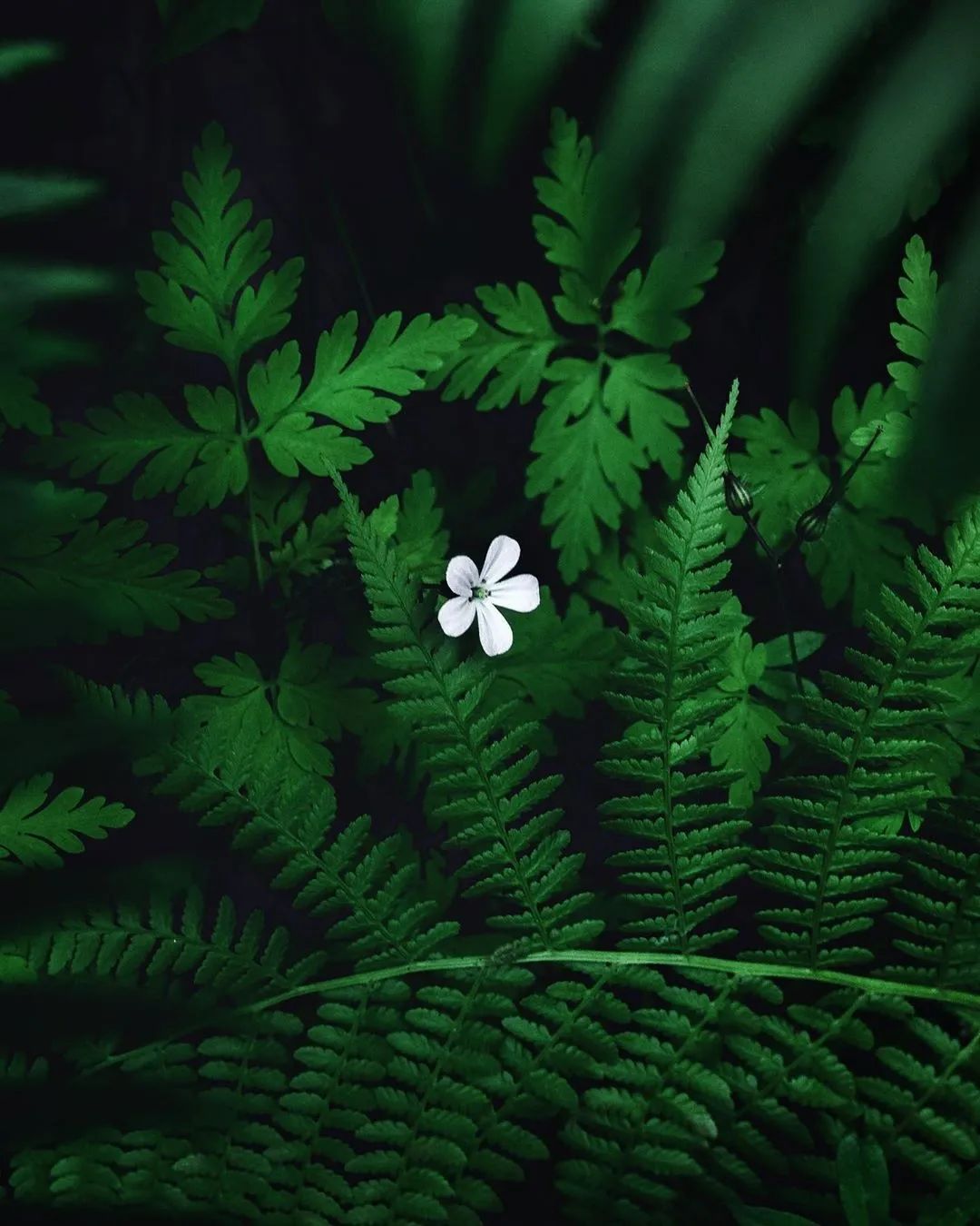 1080_1350竖版 竖屏