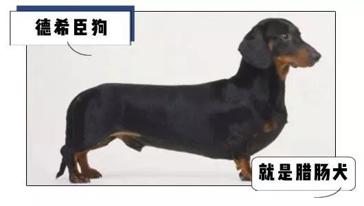 因为形状像德希臣狗还有个名字叫德希臣狗(dachshund)香肠当时叫