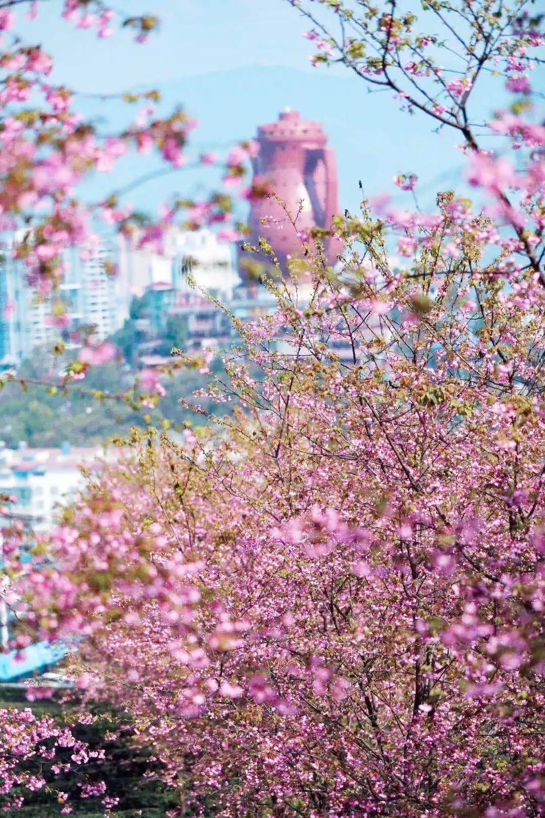 湄潭樱花节图片图片