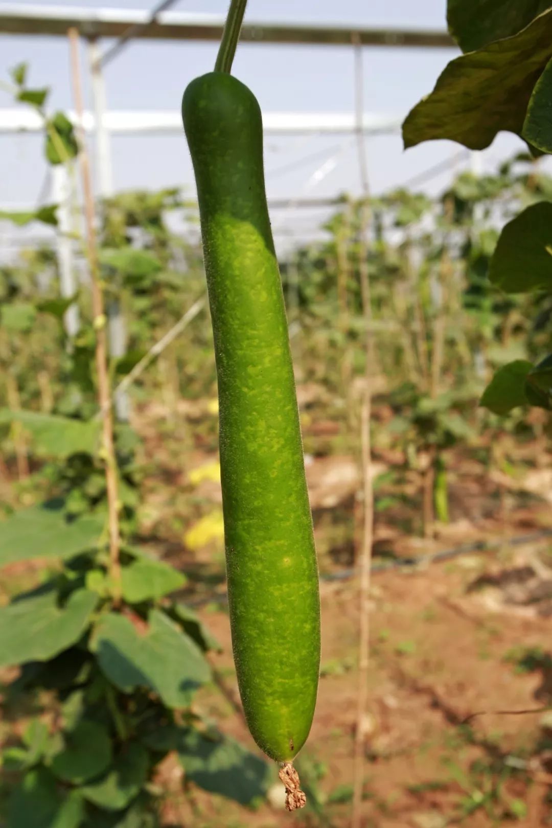 这种蔬菜千万别吃!|健康|腹痛|瓠子|西葫芦_新浪新闻