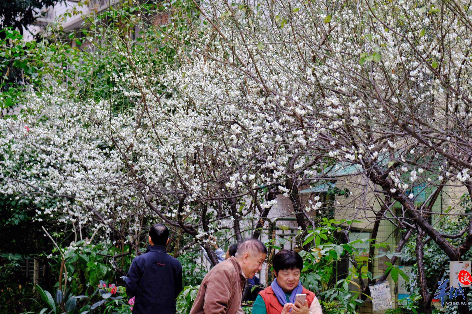 暗香浮动来广州梅花村赏梅花啦