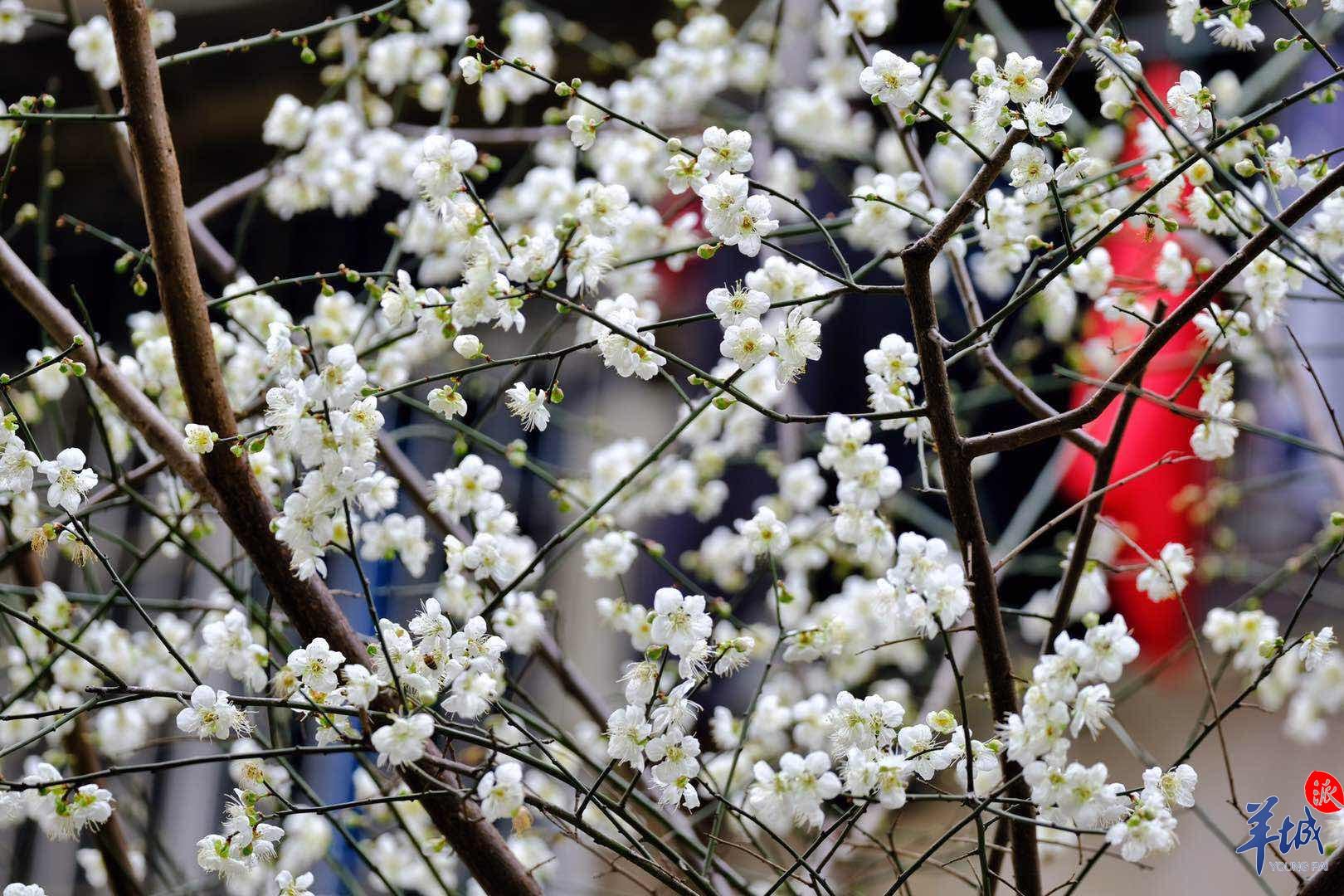 暗香浮动!来广州梅花村赏梅花啦!