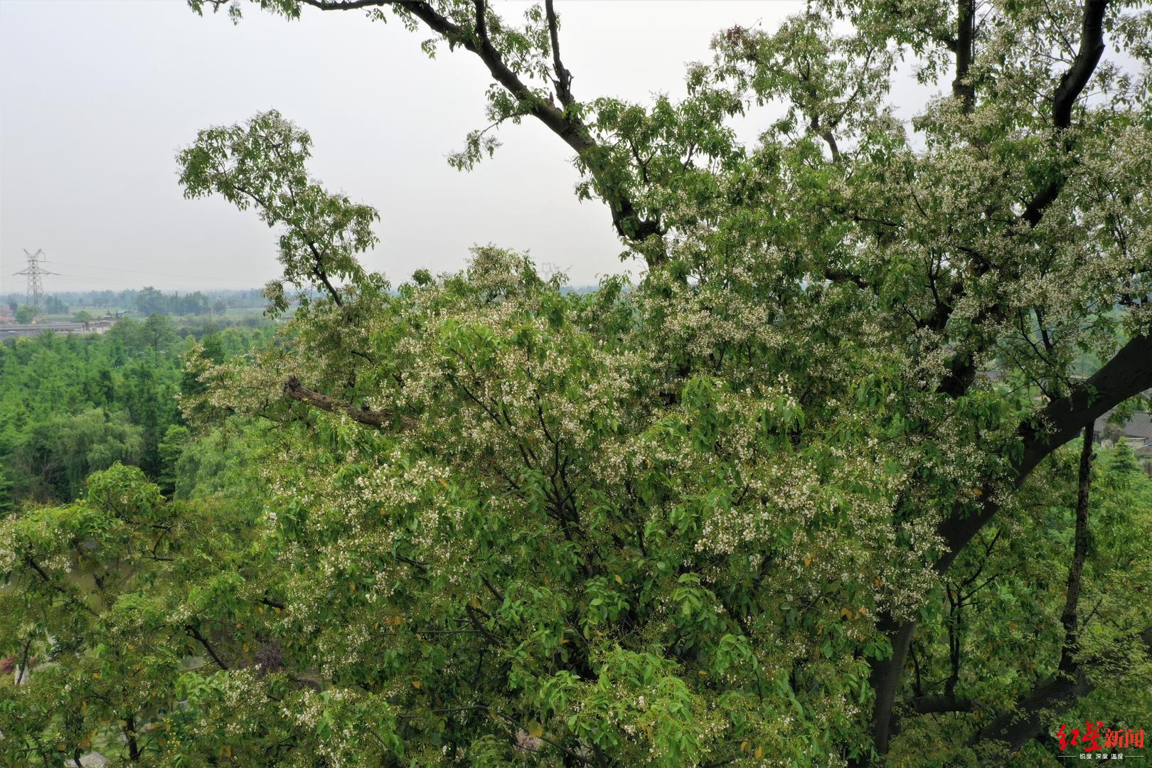1200岁红豆树花开满树!恰似白雪春风里,半含烟雨半含情