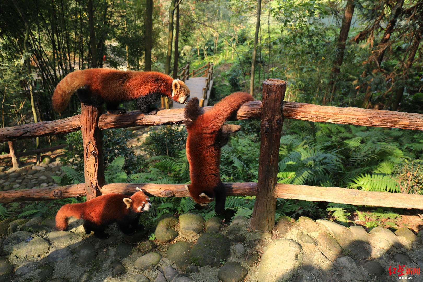 都江堰熊猫谷开放两处新景点20多只小熊猫陪你逛(含视频)_手机新浪网