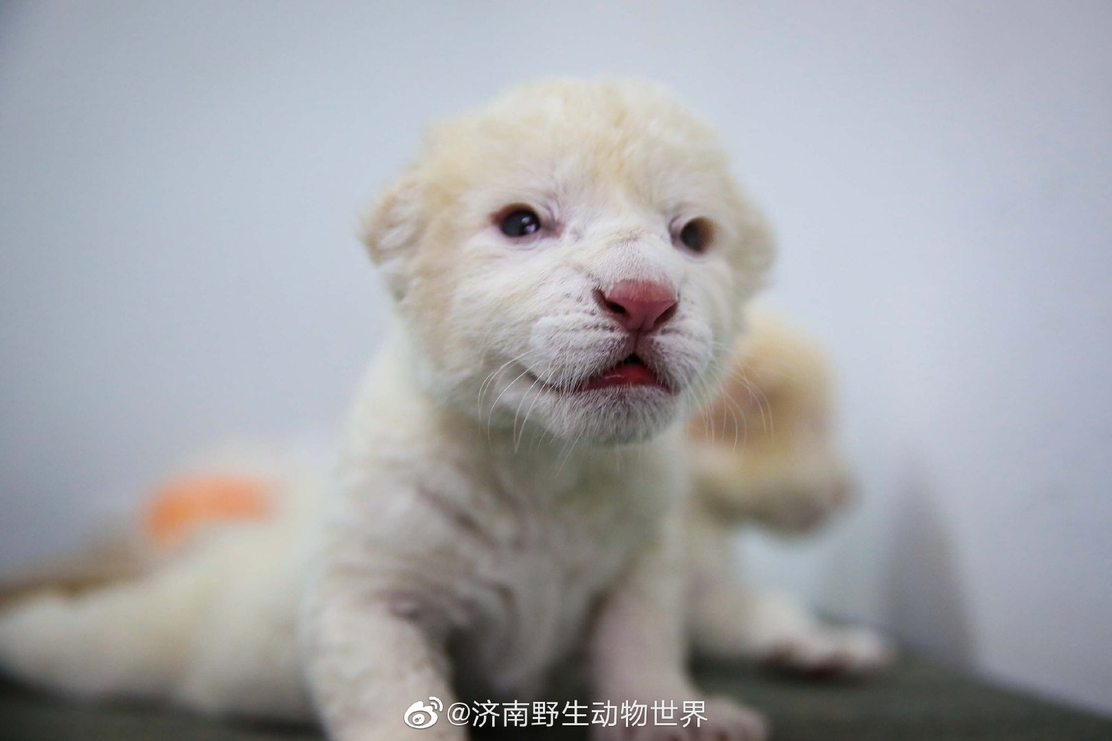 济南野生动物世界新生一对龙凤胎白狮也太可爱了吧