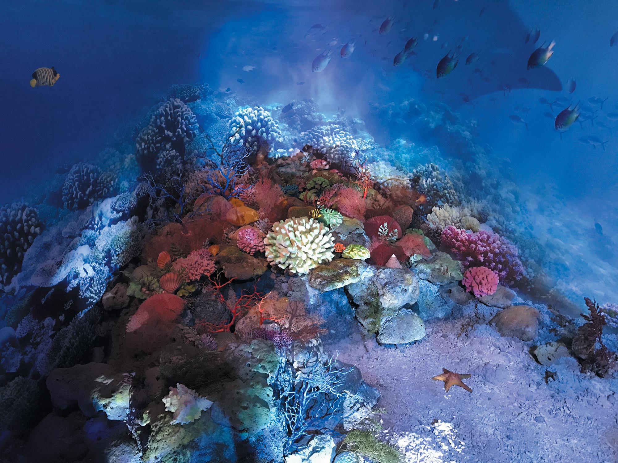 涠洲:珊瑚的"伊甸园"|珊瑚|涠洲岛|珊瑚礁_新浪新闻