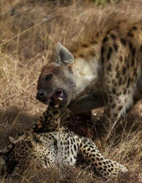 花豹争夺领地血腥厮杀场面惨烈,结果便宜了这货!