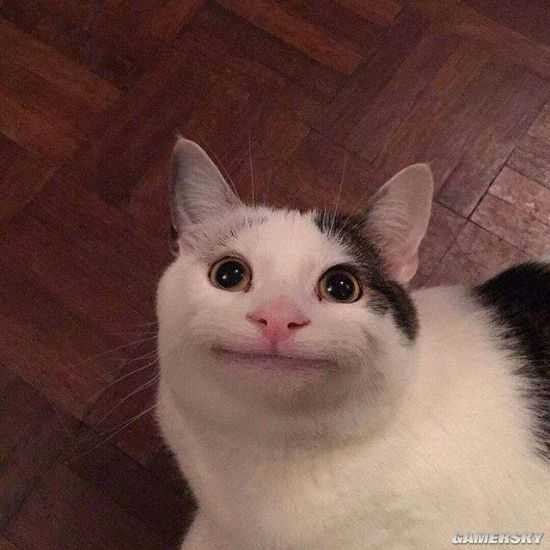猫咪因尴尬的微笑走红网络迷之魅力不可挡