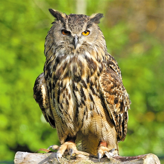 猴面鹰与猫头鹰有区别吗