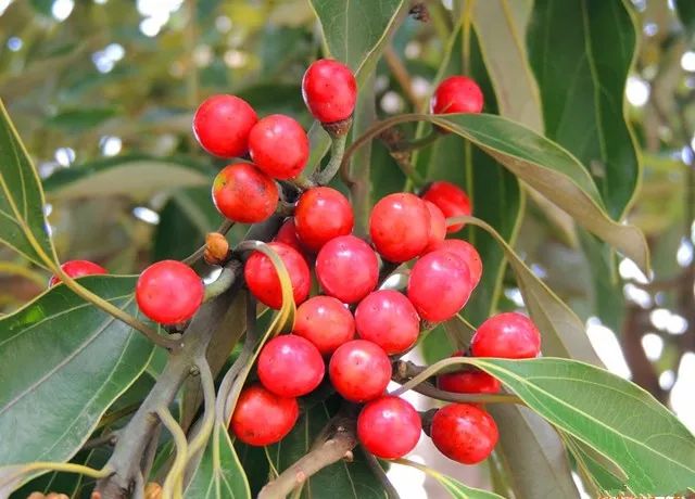 厉害了!潜山红河谷发现有野梅分布