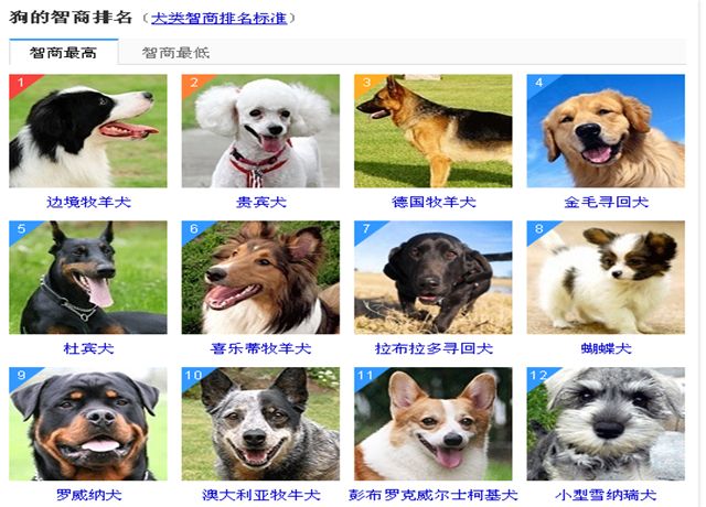 犬类品种大全中国图片
