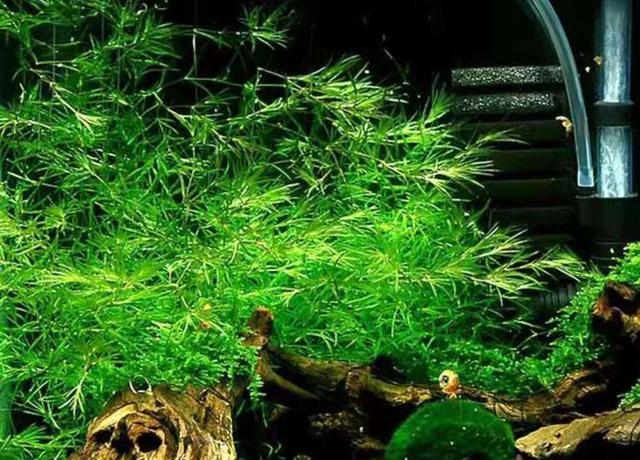 像是竹节草这种水草,它们就是非常容易被折断的水草,而其他的细叶草