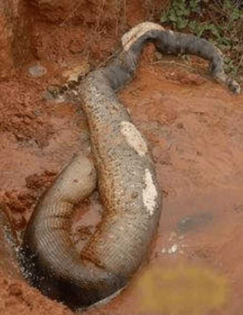 村民发现古墓和大蟒蛇,走过去看,村民一脸的无奈