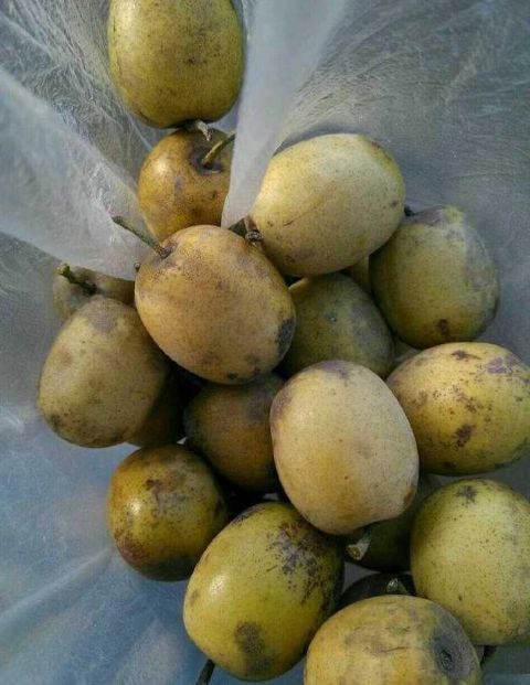 在枝头上没人去摘 反而去捡掉在地上的果子|鼻涕|枣子|农村_新浪新闻