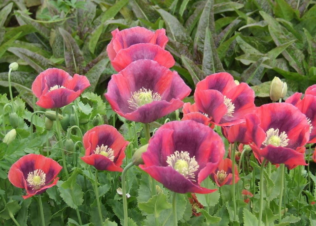 当前正是毒品原植物罂粟开花挂果的季节,丹阳警方紧紧抓住这一有