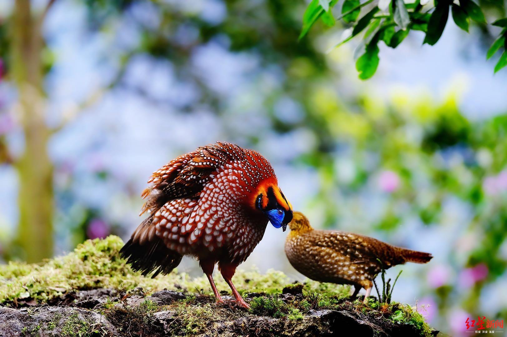 彭州湔江河谷惊现娃娃鸡鸣叫时像小孩啼哭