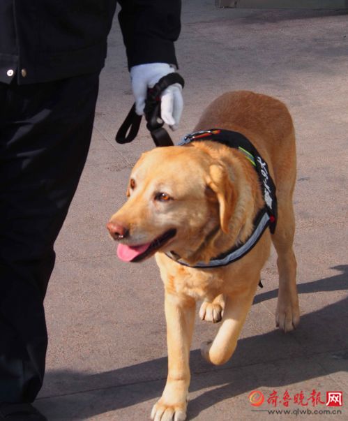 又萌又认真,济南站防爆警犬lucky是个好警察