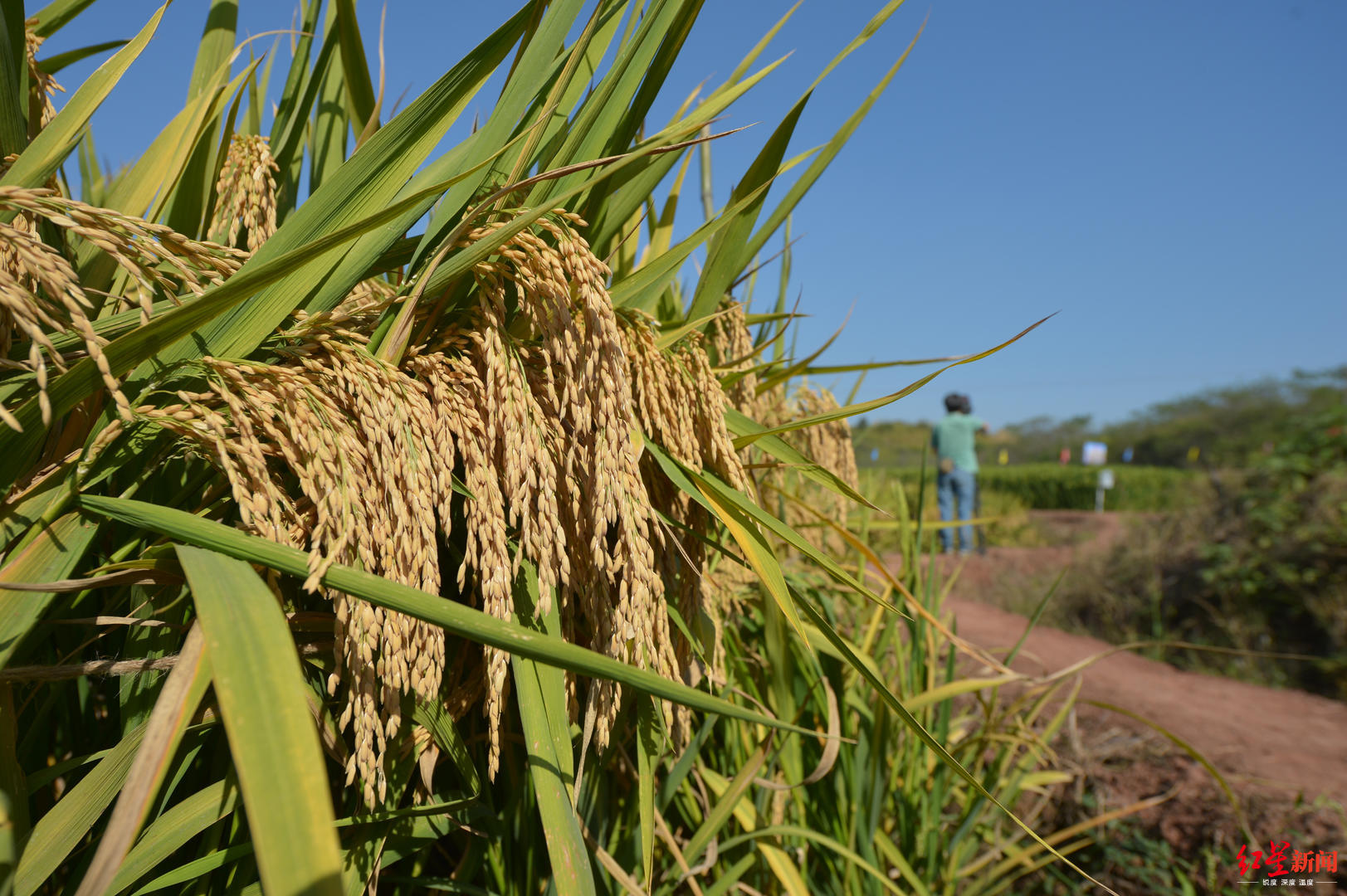 第三代杂交水稻进行首次专家测产22日公布结果