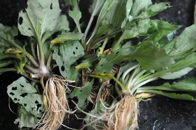 车前草的植株比较矮,所以根部缝隙里的泥沙比较多,烹饪前要仔细清洗