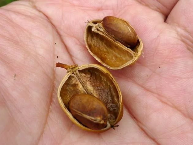 被称作"将军",巴豆被称作"斩关夺门之将".