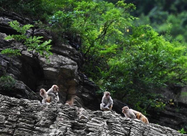 野生动植物两岸猿声啼不住
