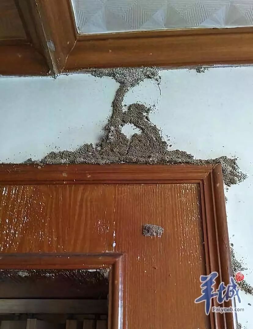 恐怖!广州一房子四五年没住人 近半家具被白蚁蛀空