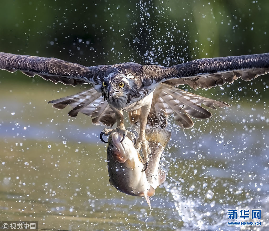 实拍英国鱼鹰捕鱼 眼神犀利动作又准又狠一步到位