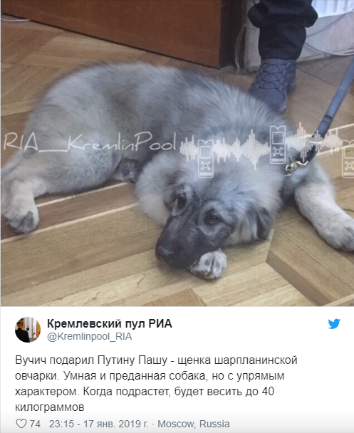 塞尔维亚总统武契奇当日向普京赠送一只4个月大的萨普兰尼那克犬