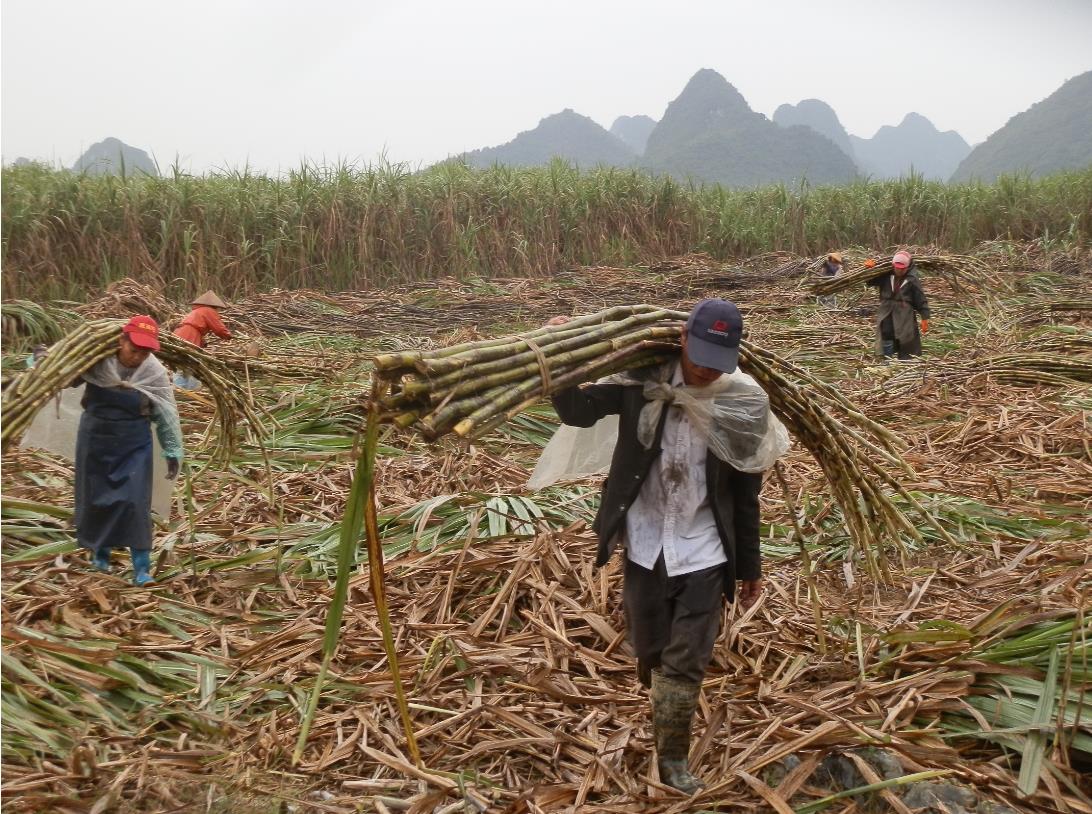 新榨季开始了,我市各地蔗农开展甘蔗砍收工作