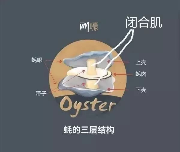 越了解生蚝,我就越不了解人类