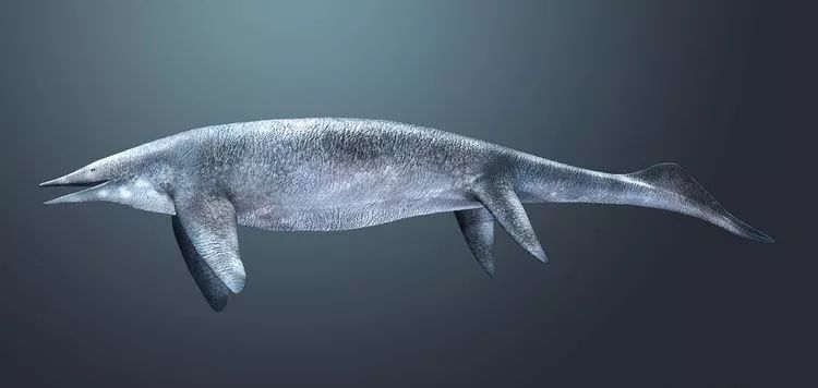 一千万年里迅速从普通生物进化为骇人的海洋巨兽萨斯特鱼龙专门吃贝壳