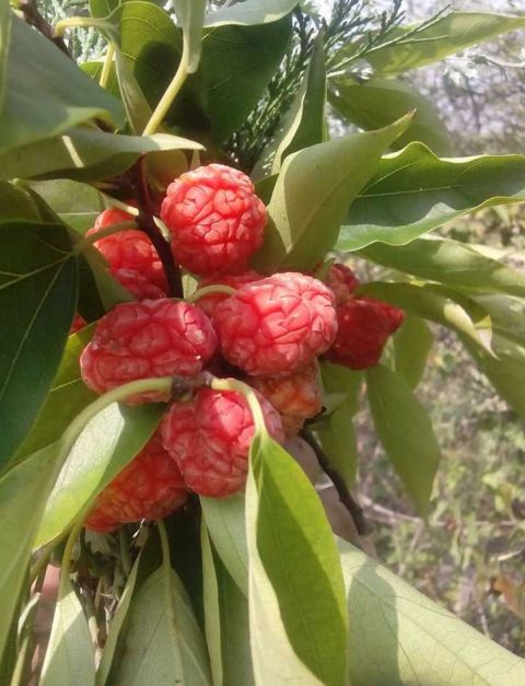 柘树的果实野荔枝,有清热解毒,收敛止血之功效.