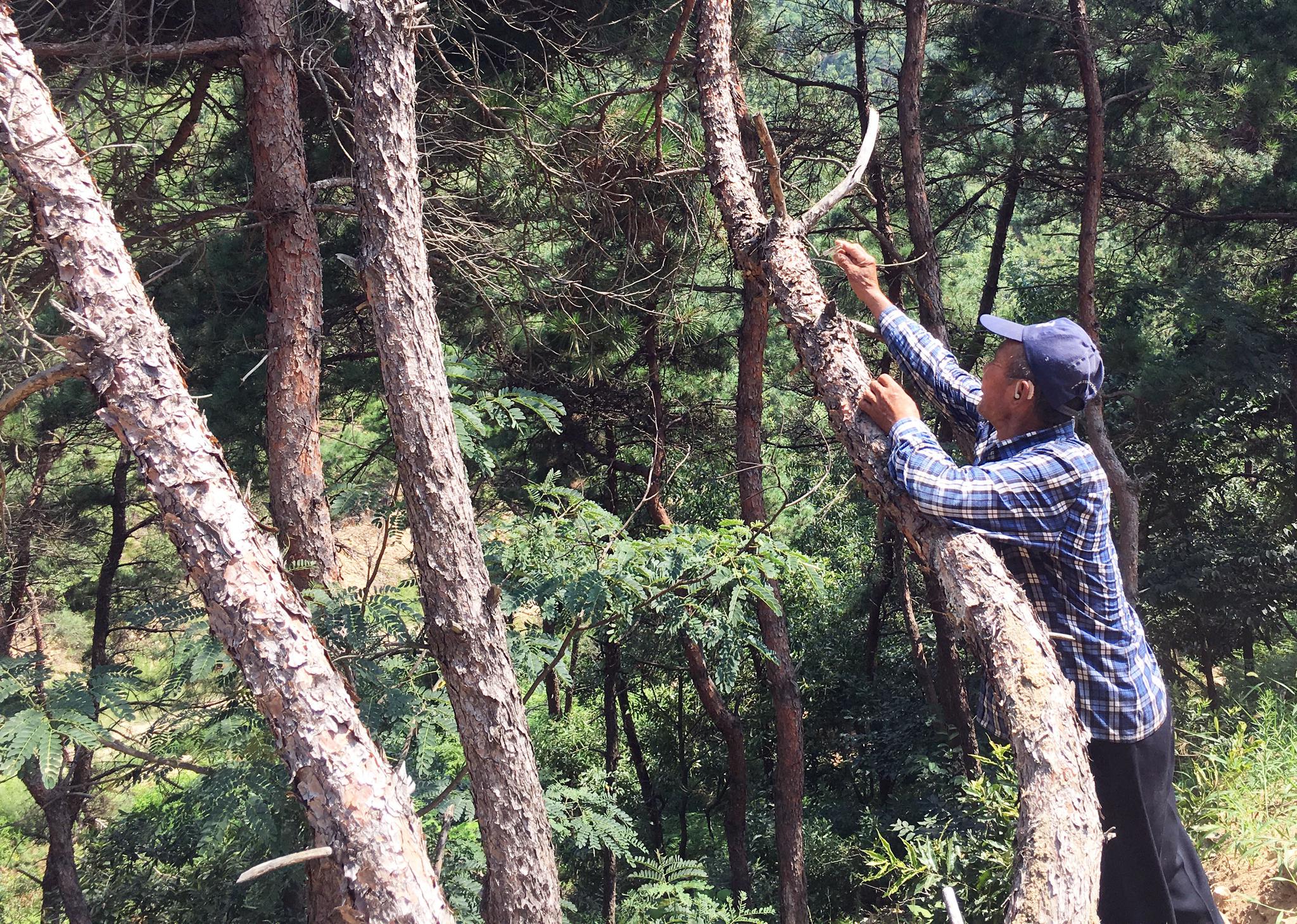 环翠区林业局开展生物防治松材线虫病