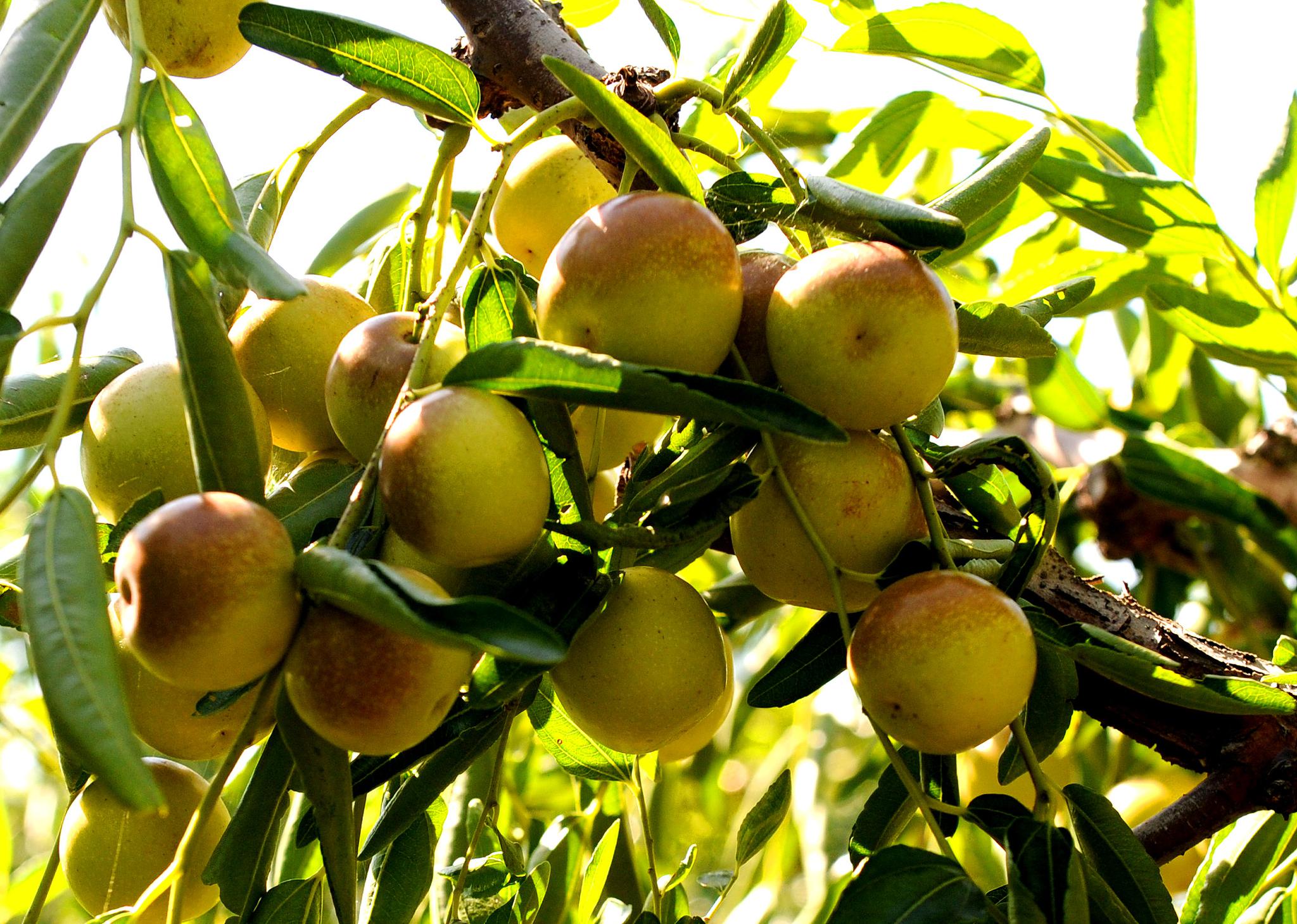 山东滨州举办沾化冬枣节