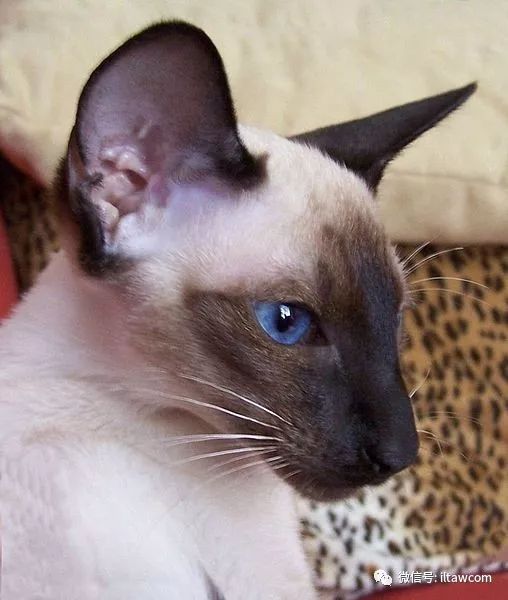 东方的月亮钻石暹罗猫