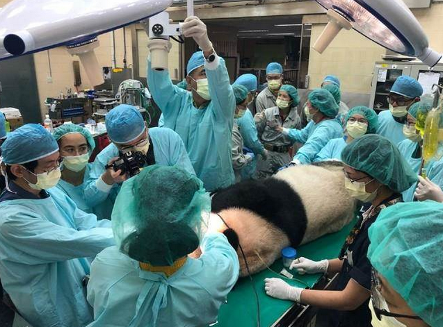 医疗团队为“团团”进行牙齿检查及处理（台北市立动物园）