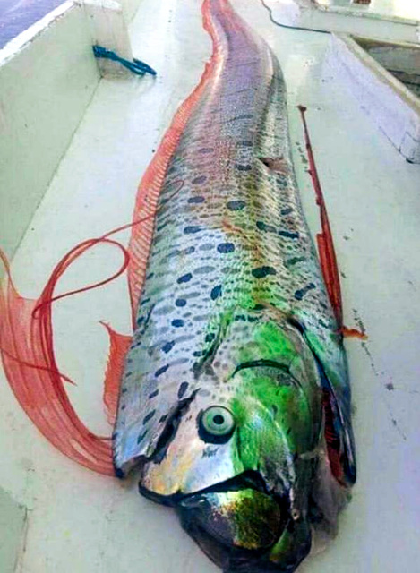 印尼渔民捕捞到的深海鱼（朝日新闻）