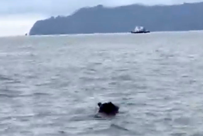 一只棕熊横跨海湾视频截图