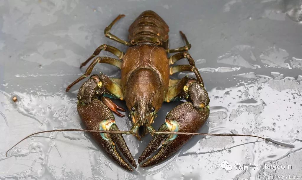 物种图册-通讯螯虾