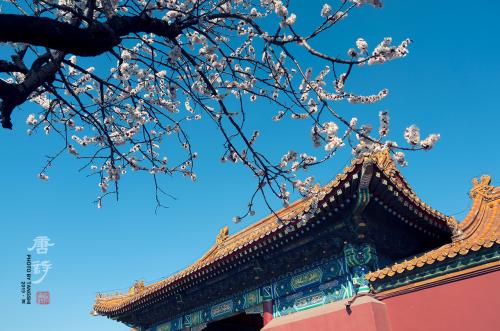 皇城轶事:他花6年拍3万张照片记录故宫 打动单霁翔(图) 《轻拂》。2017年3月,拍摄于故宫寿康宫。苏唐诗 摄