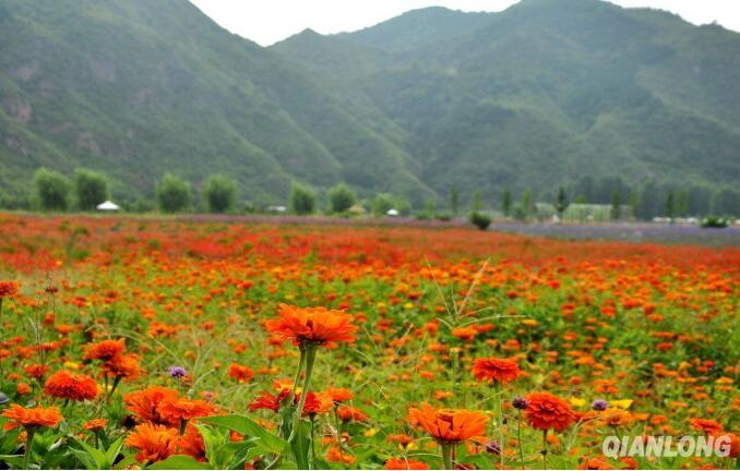 第 26 届北京平谷国际桃花节 4 月 8 日开幕，5 个打卡点位等你来