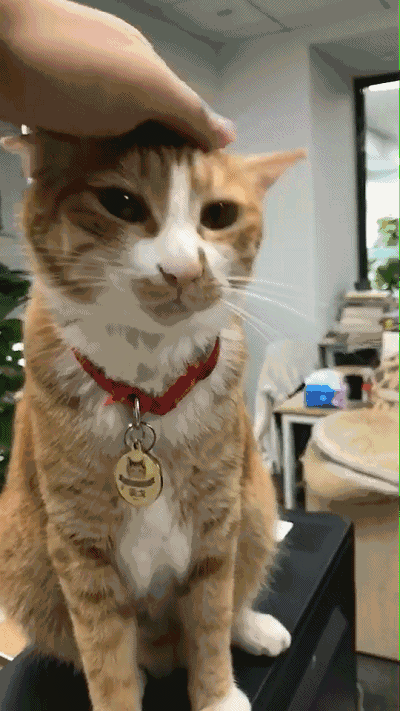 要科普多少次你才相信怀孕也可以养猫